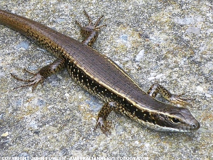 Eastern Water-skink Eulamprus quoyii